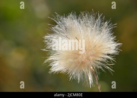 Reife Distelblüte im späteren Sommer Stockfoto