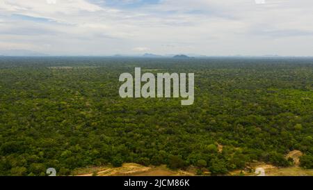 Grüner Wald und tropische Vegetation auf der Ebene im Nationalpark. Sri Lanka. Stockfoto