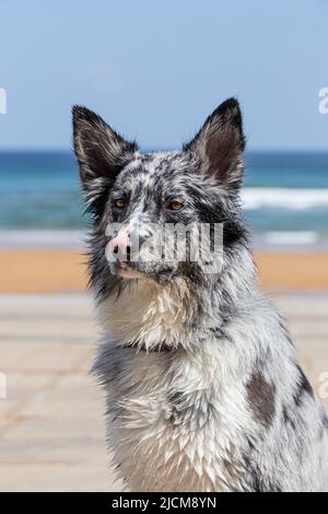 Bezaubernd entzückend blau Merle und weiß männlichen Grenze Collie im Freien Porträt am Strand mit Meer Hintergrund. Stockfoto