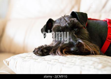 Niedlicher schwarzer Schnauzer, der zu Hause auf dem Sofa liegt Stockfoto
