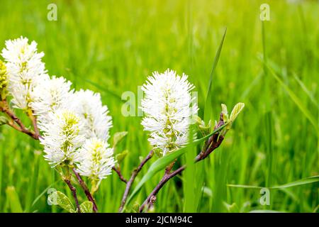 Im Frühling blühen im Garten die Blüten der White Mountain Witch Alder (Fothergilla Major oder Bottle Brush Plant) mit grünen Blättern. Stockfoto