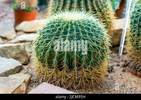 Grüner runder dorniger Goldener Barrel-Kaktus (Echinocactus grusonii oder Kroenleinia grusonii) Pflanze mit Nadeln im Garten. Stockfoto