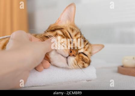 Eine Frau massiert den Körper und die Schnauze einer Katze. Entspannung im Spa. Stockfoto