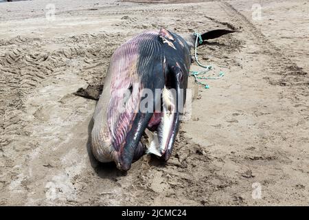 County Kerry, Ireland, 14/06/2022, Dead Stranded Minke Whale, Derrynane Beach, County Kerry, Ireland Stockfoto