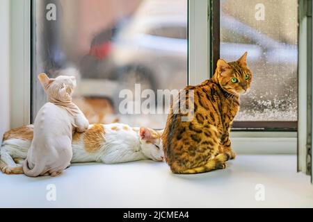 Drei Katzen verschiedener Rassen sitzen auf der Fensterbank zusammen Stockfoto