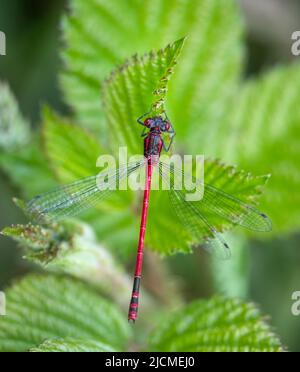Große rote Damselfliege Pyrrhosoma Nymphula auf Brombeerbuschblatt. Stockfoto