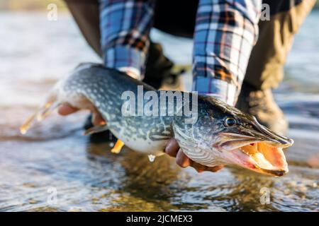 Fischer hält große Hechtfische über dem Wasser. Fangen und loslassen Angeln Stockfoto