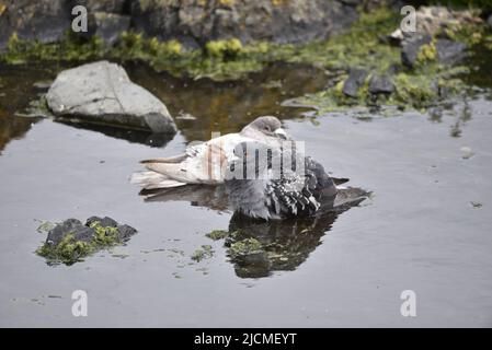Ein Paar Felstauben/Feral-Tauben (Columba livia) Baden in einem Felsenpool in Peel, Isle of man, Großbritannien im Frühling Stockfoto