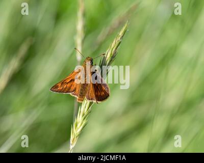 Großer Schmetterling des Skippers, Ochlodes Sylvanus, der auf Gras ruht. Stockfoto