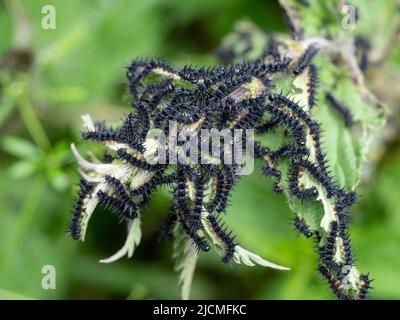 Schwarze Raupen des Pfauenschmetterlings Aglais io aka Inachis io auf Brennnessel. Stockfoto