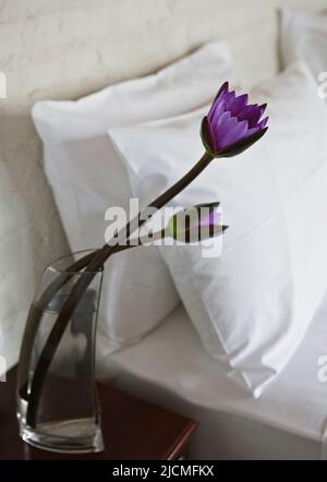 Lotusblumen in einer Glasvase neben dem Bett in einem Hotelzimmer. Aturuwella, Bentota, Sri Lanka. Stockfoto