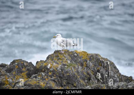 Europäische Heringsmöwe (Larus argentatus), die im Mai im linken Profil auf einem Lichen-bedeckten Felsen vor einem welligen Hintergrund auf der Isle of man, Großbritannien, thront Stockfoto