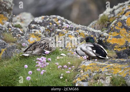 Paar Mallard Ducks (Anas platyrhynchos), die sich im Mai vor dem von Lichen bedeckten Küstenfelsen mit Thrift im Vordergrund in Peel, Isle of man, zusammendrängten Stockfoto