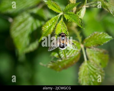 Schwebfliege Volucella bombylans var. plumata auf schwarzem Busch. Hummel imitiert. Stockfoto