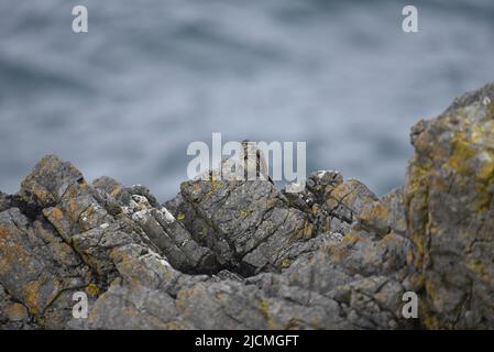 Eurasischer Felspipit (Anthus petrosus) im linken Profil in der Mitte von Lichen bedeckte Felsen vor einem Hintergrund des Blauen Meeres auf der Isle of man Stockfoto