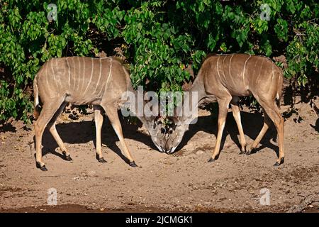Zwei weibliche Großküdu an der Seite des Chobe River Botswana Stockfoto