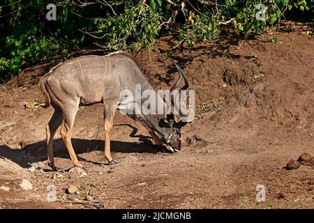 Männchen Groß Kudu an der Seite des Chobe River Botswana Stockfoto