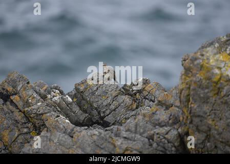 Linkes Profilbild eines Felsrohres (Anthus petrosus), der auf einem Felsen vor einem Hintergrund aus dem Blauen Meer thront und links von Image auf der Isle of man, Großbritannien, blickt Stockfoto