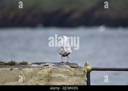 Rückansicht einer juvenilen europäischen Heringsmöwe (Larus argentatus) mit nach links gedrehter Kopf, auf einer Hafenmauer vor einem Hintergrund des Blauen Meeres, Großbritannien Stockfoto