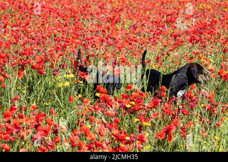 West Pentire Head,UK,14.. Juni 2022,zwei Hunde posieren an einem herrlich sonnigen Tag auf den Poppy Fields auf West Pentire Head, Cornwall. Die Temperatur lag bei 17C, wobei die Wettervorhersage für Großbritannien noch in dieser Woche deutlich heißer war.Quelle: Keith Larby/Alamy Live News Stockfoto