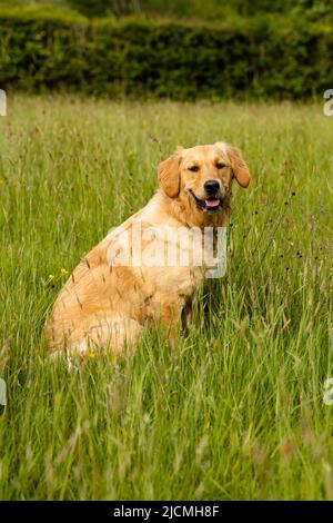 Portraitansicht eines jungen 9 Monate alten Golden Retriever Welpen saß in einem Feld von langen Gras Seite auf der Suche nach der Kamera Stockfoto