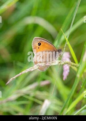 Unterirfige Aufnahme von Meadow Brown Maniola jurtina Butterfly auf Gras. Stockfoto