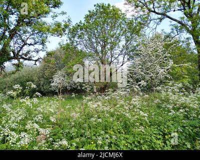 Englisch hedgerow im Frühsommer Stockfoto