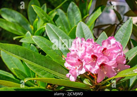 Leuchtend rosa Rhododendron-Hybridum blühende Blüten mit grünen Blättern im Garten im Frühjahr. Stockfoto