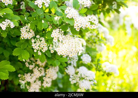 Viele weiße Spirea (Spiraea Vanhouttei Briot Zabel Gold Fountain) blüht im Frühjahr mit grünen Blättern im Garten. Stockfoto