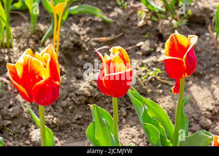 Leuchtend rote, orange und gelb blühende Tulpenblüten im Garten im Frühling. Stockfoto