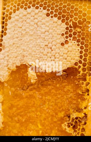 Natürlicher Bienenhonigkamm, mit natürlichem Wachs versiegelt, durch den der Honig fließt. Reich und golden, ein wunderbarer natürlicher Zucker. Stockfoto