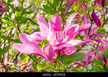 Hellrosa Magnolia Susan liliiflora blüht im Frühling mit grünen Blättern im Garten. Stockfoto