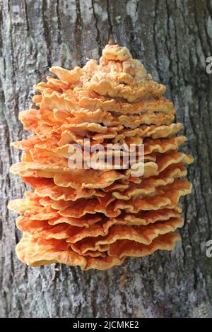 Chaga-Pilz-Parasit auf einem verfallenden alten Baumstamm aus nächster Nähe Stockfoto