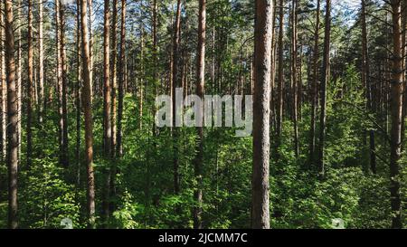 Kiefernwald im Sommer. Tischlerei. Luftaufnahme Stockfoto