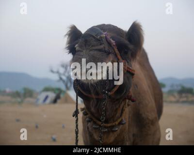 Kamel Gesicht Nahaufnahme. Kamel ist langhalsig Tier Stockfoto