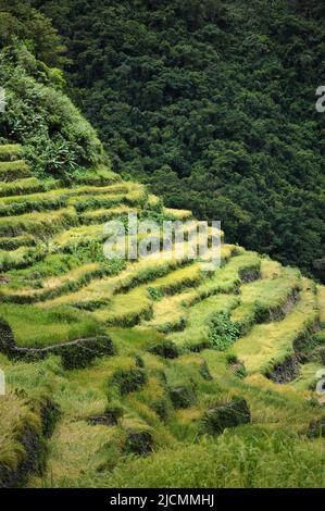 Bergprovinz, Philippinen: Nahaufnahme der lebhaften Banaue-Reisterrassen, die vor Jahrhunderten von den Ureinwohnern, den Igorots, geschnitzt wurden. Stockfoto