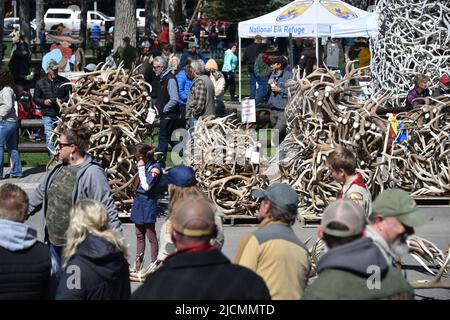 Jackson, WY. USA. 5/21/2022. Boy Scouts of America: Jährliche Auktion von Elch- und Elchgeweih plus Bisons-Schädel. Startpreis pro Pfund $18 Stockfoto