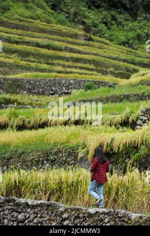 Mountain Province, Philippinen: Weibliche Reisende wandern durch den schmalen, steilen und schwierigen Weg durch das Amphitheater Banaue Rise Terrassen. Stockfoto