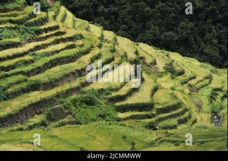 Bergprovinz, Philippinen: Nahaufnahme der majestätischen Banaue-Reisterrassen, die vor Jahrhunderten von den Ureinwohnern, den Igorots, geschnitzt wurden. Stockfoto