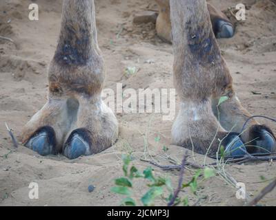 Indischer Kamelzehe haarige Nahaufnahme Bild Stockfoto