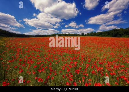 Mohnblumen auf einem Feld im Garten von England, Kent Stockfoto