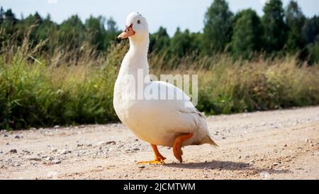 Eine weiße, schöne, faule Ente mit blauen Augen geht in der warmen Sonne auf einem steinigen Feldweg Stockfoto