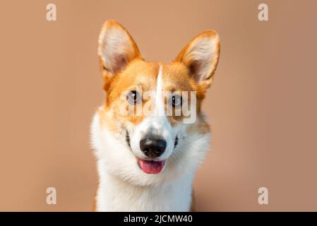 Welsh Corgi Pembroke Zuchthund von roter und weißer Farbe auf hellbraunem Hintergrund Stockfoto