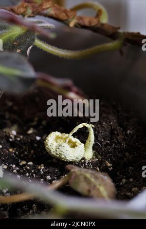 Ein sterbender Leucocoprinus birnbaumii Pilz im Boden einer Zimmerpflanze. Stockfoto