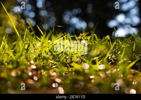 Hintergrund der Gräser. Natur- oder CO2-Netto-Null- oder CO2-neutrales Konzept. Gräser vom Boden. Defokussieren oder selektiven Fokus. Stockfoto