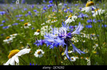 Eine Wiese voller weißer Kamille und blauer Kornblumen. Gesehen in Springendal, Niederlande Stockfoto