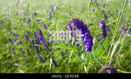 Vicia cracca (getuftete Vetch, Kuh Vetch, Vogel Vetch, blauer Vetch, borealer Vetch) in einem Feld. Es wird zusammen mit einem Korn gesät. Stockfoto