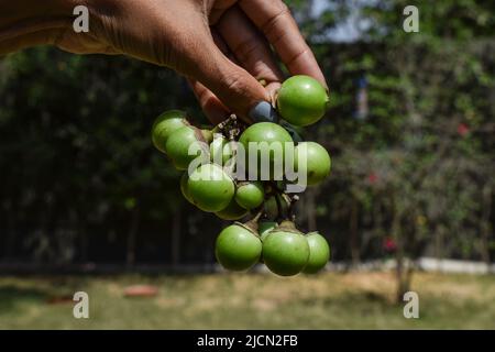 Person hält frische grüne Cordia myxa auch als Lasoda, gunda, Gummibeere, Sapistana und Gelbeere als Gemüse und für Gurke verwendet Stockfoto