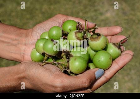 Person hält frische grüne Cordia myxa auch als Lasoda, gunda, Gummibeere, Sapistana und Gelbeere als Gemüse und für Gurke verwendet Stockfoto