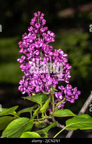 Blumen von Ludwig Spaeth Lilac (Syringa vulgaris 'Andenken an Ludwig Spaethe') Stockfoto